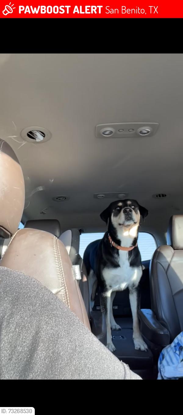 Lost Female Dog last seen Near Ratliff st, San Benito, TX 78586