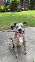 Found/Stray Female Dog last seen Found in the woods off of Raleigh La Grange, Collierville, TN 38017