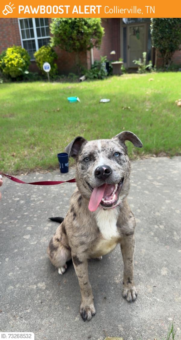 Found/Stray Female Dog last seen Found in the woods off of Raleigh La Grange, Collierville, TN 38017