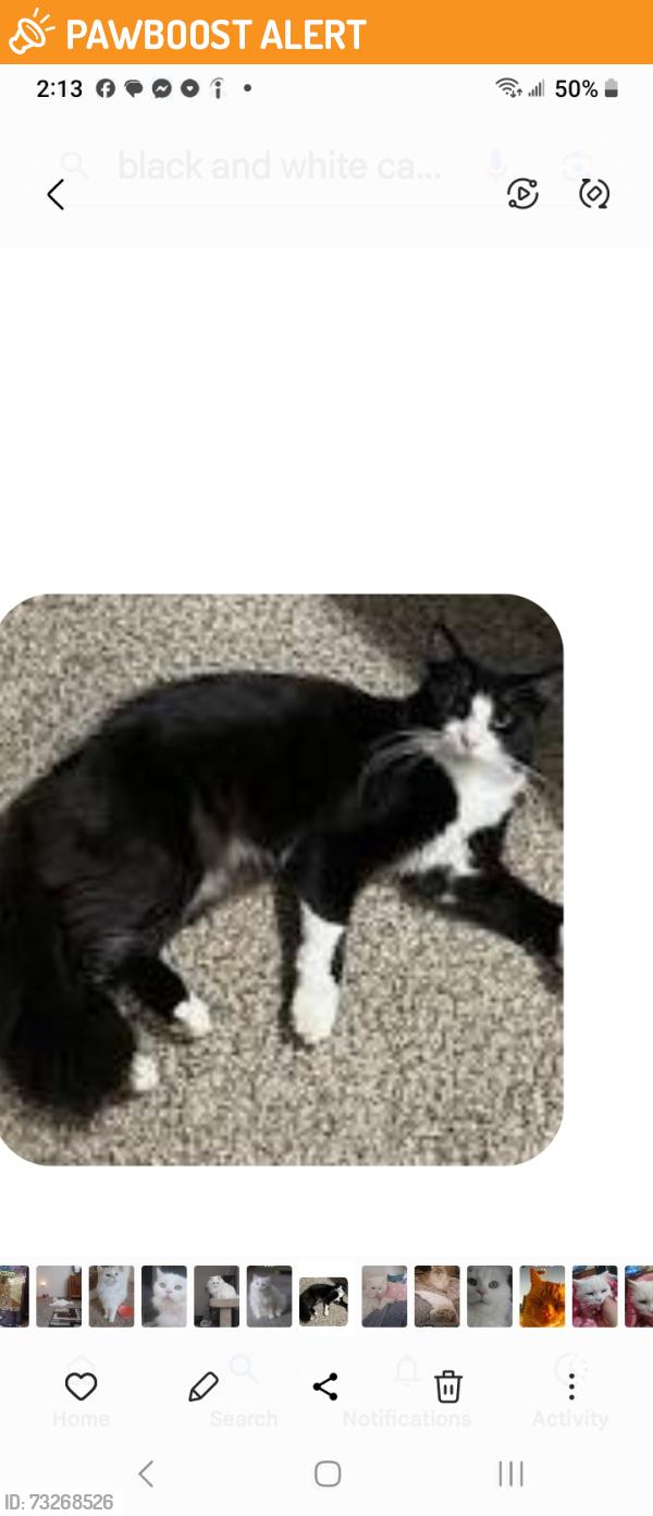 Found/Stray Unknown Cat last seen Schoenherr and hall Lakeside Blvd., Shelby Township, MI 48315
