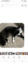 Found/Stray Unknown Cat last seen Schoenherr and hall Lakeside Blvd., Shelby Township, MI 48315