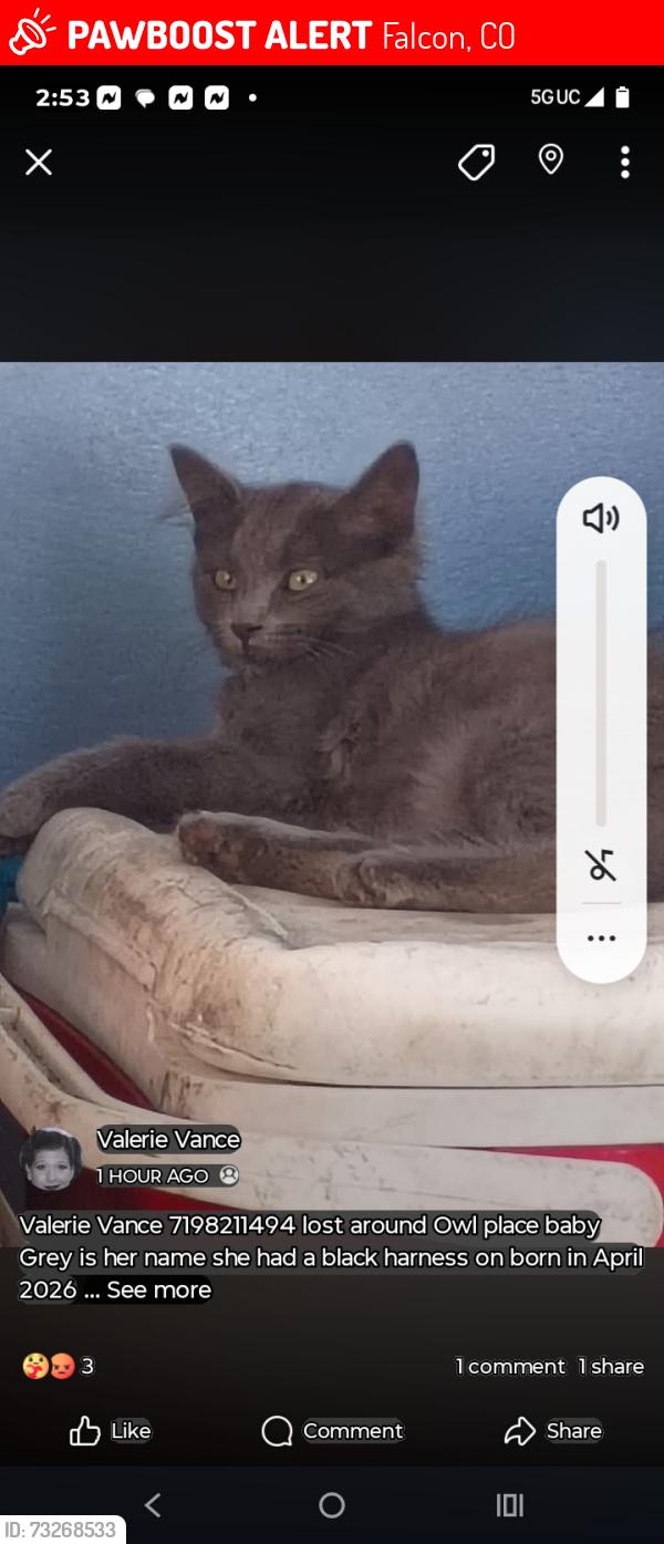 Lost Female Cat last seen Peyton/ Falcon area, Falcon, CO 80831