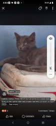 Lost Female Cat last seen Peyton/ Falcon area, Falcon, CO 80831
