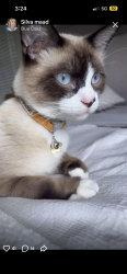 Lost Male Cat last seen Blue oaks, Roseville, CA 95747