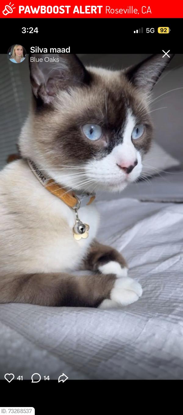 Lost Male Cat last seen Blue oaks, Roseville, CA 95747