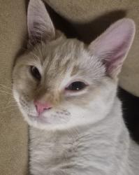 Lost Male Cat last seen 102a ave, Maple Ridge, BC 