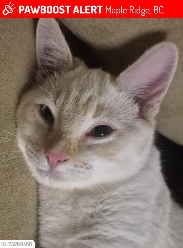 Lost Male Cat last seen 102a ave, Maple Ridge, BC 