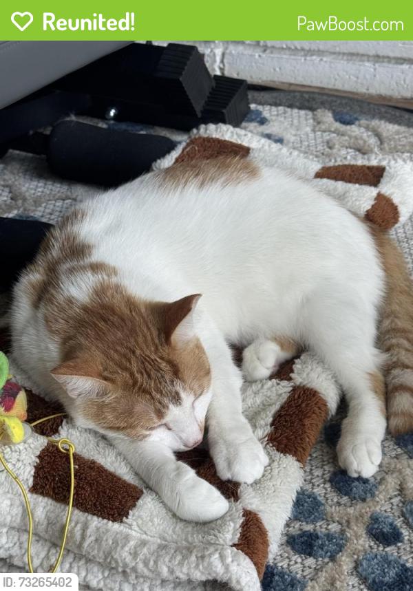 Reunited Female Cat last seen Near Lawn Terrace, Mamaroneck, NY 10543