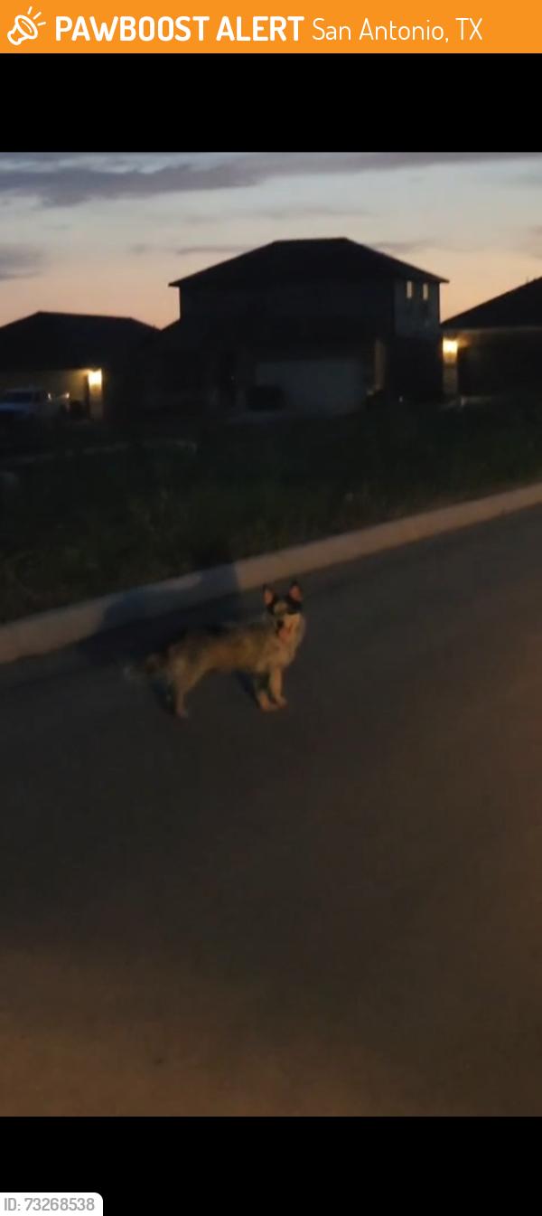 Found/Stray Unknown Dog last seen Sagebrooke run, San Antonio, TX 78254