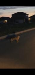 Found/Stray Unknown Dog last seen Sagebrooke run, San Antonio, TX 78254