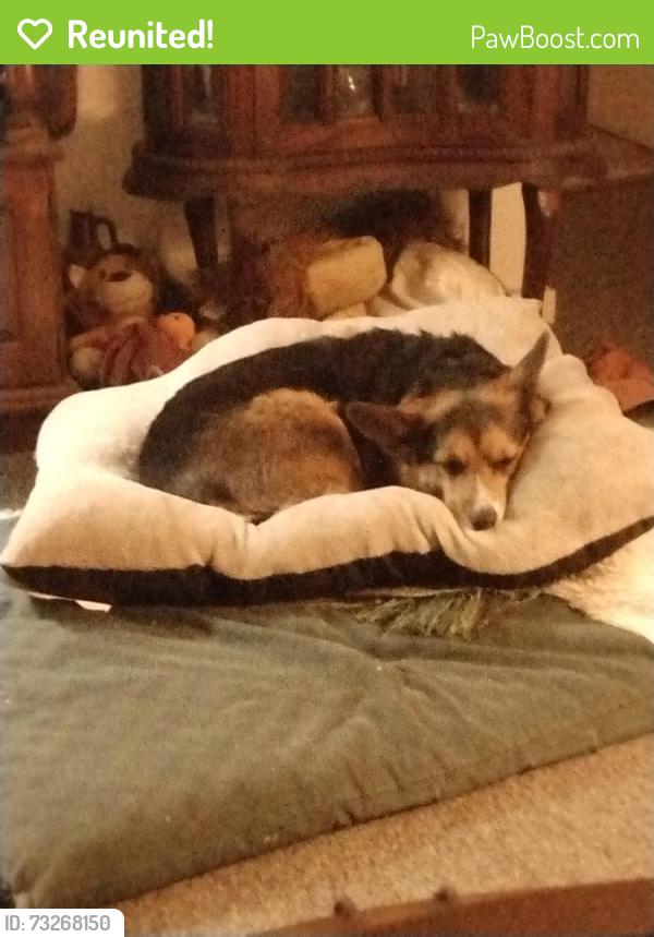 Reunited Female Dog last seen Shed rd and red corner rd, Union Township, PA 19518