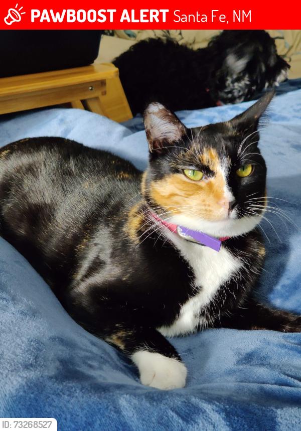 Lost Female Cat last seen Chaparral Dr and Chamisa, Santa Fe, NM 87508