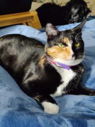 Lost Female Cat last seen Chaparral Dr and Chamisa, Santa Fe, NM 87508