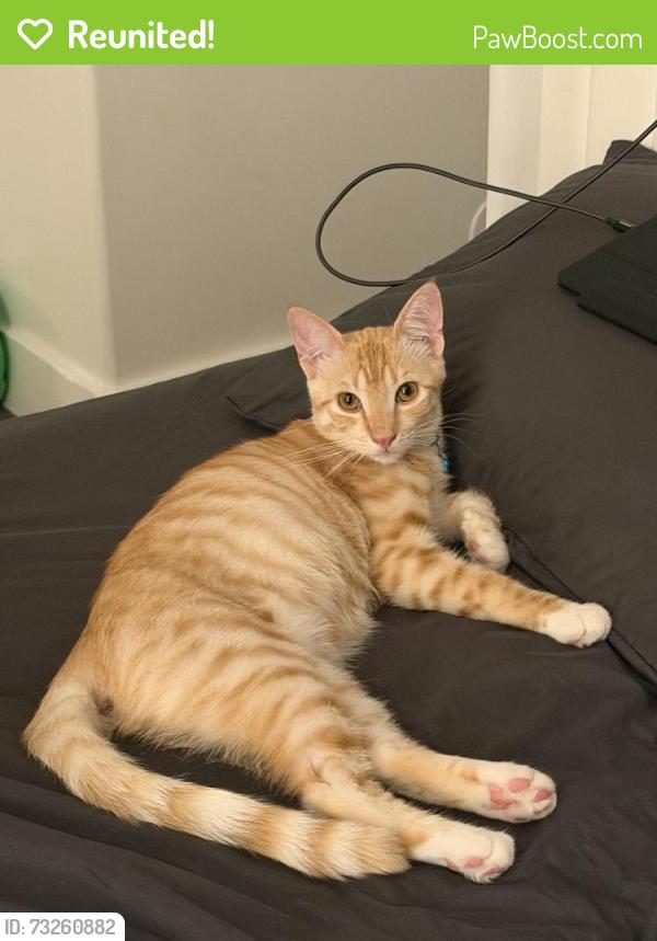 Reunited Male Cat last seen Near S kenmore avenue, Los Angeles, CA 90020
