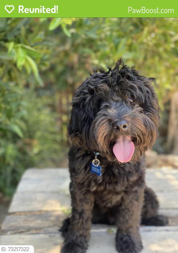 Reunited Male Dog last seen Stephen drive, North Highlands, CA 95660