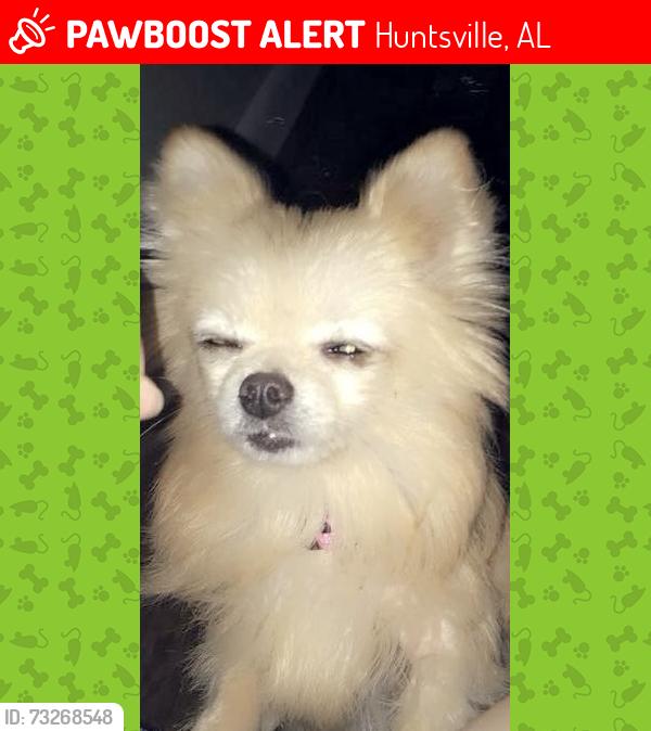 Lost Female Dog last seen Pulaski pike nw, Huntsville, AL 35816