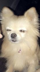 Lost Female Dog last seen Pulaski pike nw, Huntsville, AL 35816