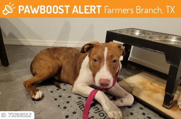 Found/Stray Female Dog last seen Valwood & Josey Ln, Farmers Branch, TX 75234