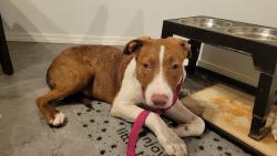 Found/Stray Female Dog last seen Valwood & Josey Ln, Farmers Branch, TX 75234