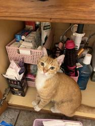 Lost Male Cat last seen valley view &orange wood, Cypress, CA 90620