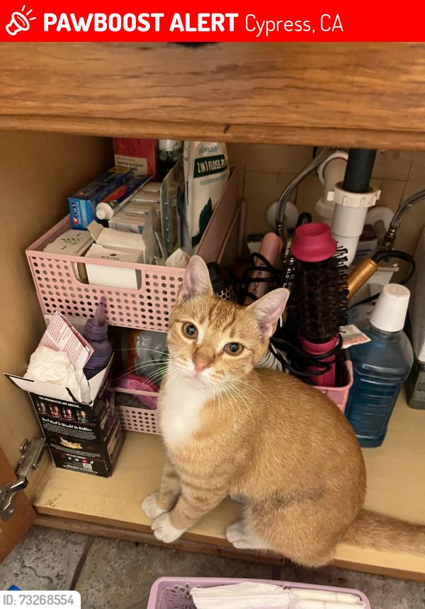 Lost Male Cat last seen valley view &orange wood, Cypress, CA 90620