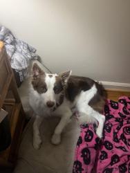 Reunited Male Dog last seen Henderson Ave, Cleveland, TN 37312