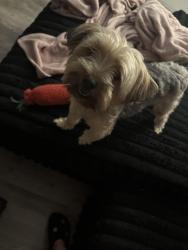 Lost Male Dog last seen Rolston & worth ave, Norwood, OH 45212