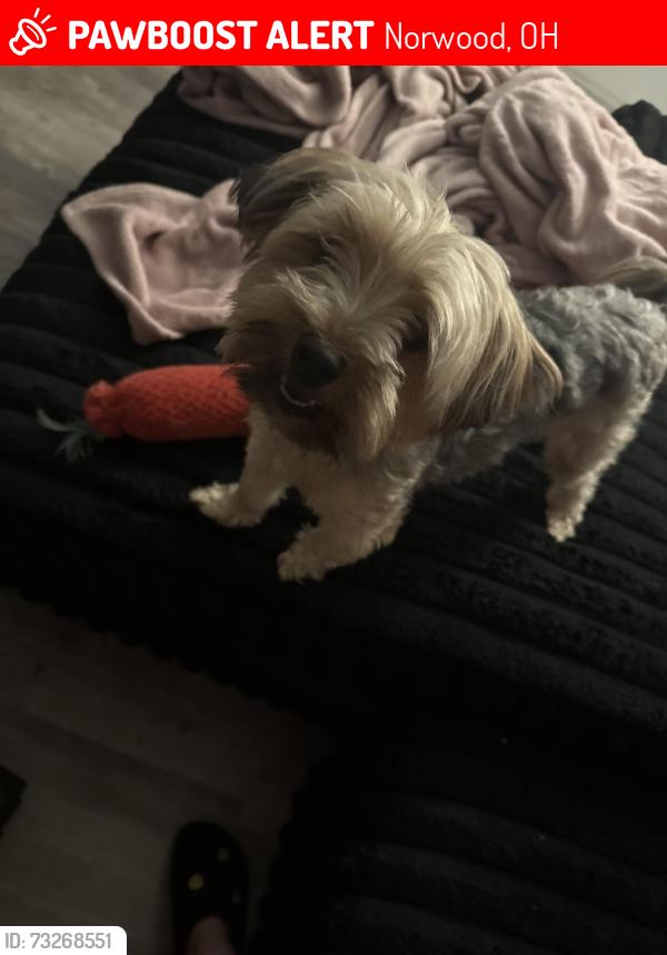 Lost Male Dog last seen Rolston & worth ave, Norwood, OH 45212