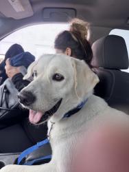 Found/Stray Female Dog last seen Central and baseline, Phoenix, AZ 85042