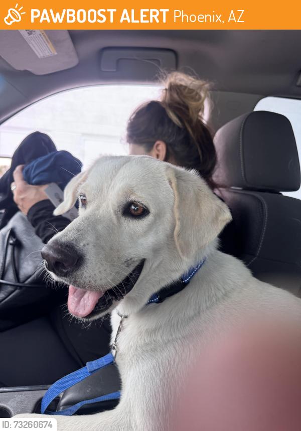 Found/Stray Female Dog last seen Central and baseline, Phoenix, AZ 85042