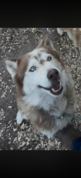 Reunited Male Dog last seen Lopez and valley, Las Cruces, NM 88007