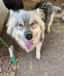 Found/Stray Male Dog last seen Valle vista fire station, Hemet, CA 92544