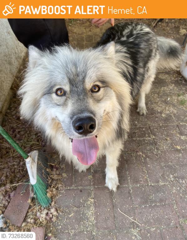 Found/Stray Male Dog last seen Valle vista fire station, Hemet, CA 92544