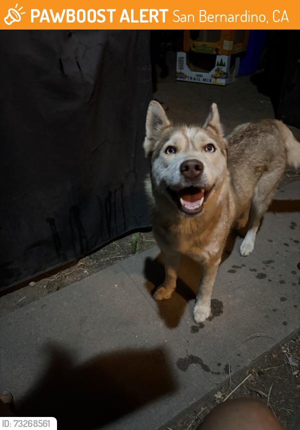 Found/Stray Unknown Dog last seen Baseline ave, San Bernardino, CA 92404