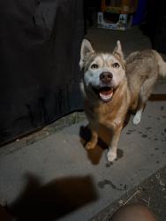 Found/Stray Unknown Dog last seen Baseline ave, San Bernardino, CA 92404