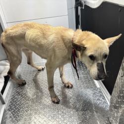 Shelter Stray Female Dog last seen Alexandria, VA 22303, Huntington Ave Rd/Indian Dr, Fairfax County, VA, 4500 West Ox Rd, Fairfax, VA 22030, USA