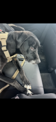 Reunited Male Dog last seen Beach blvd and springglen, Jacksonville, FL 32246