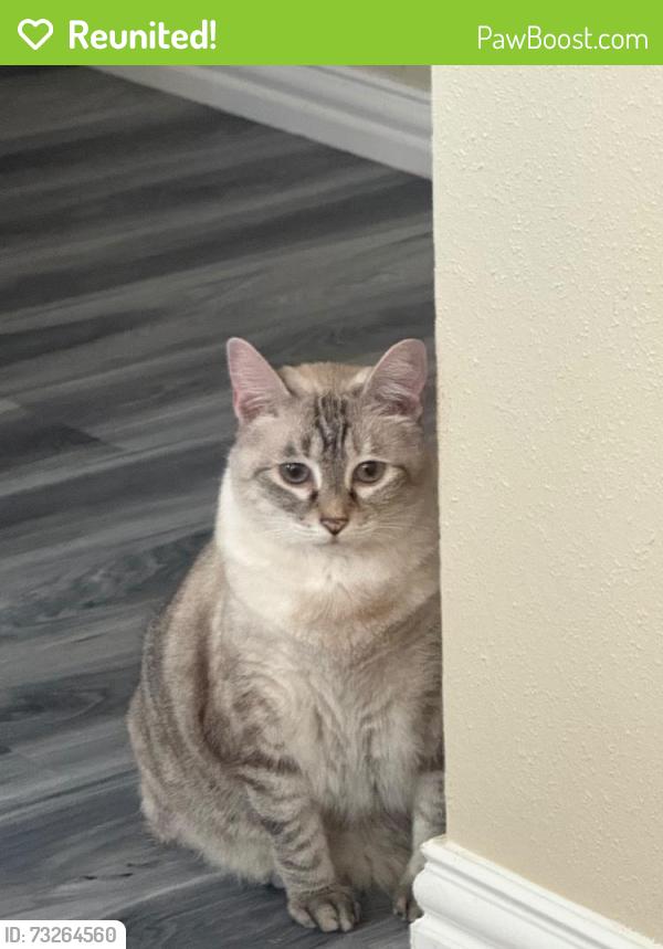 Reunited Female Cat last seen el dorado cross at man o war, Friendswood, TX 77546