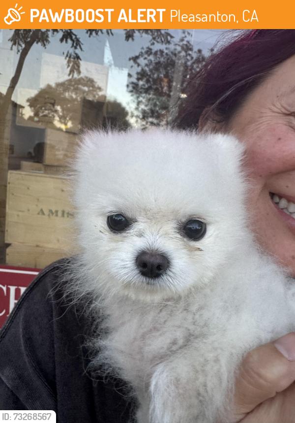 Found/Stray Female Dog last seen Main Street by wine Steward, Pleasanton, CA 94566
