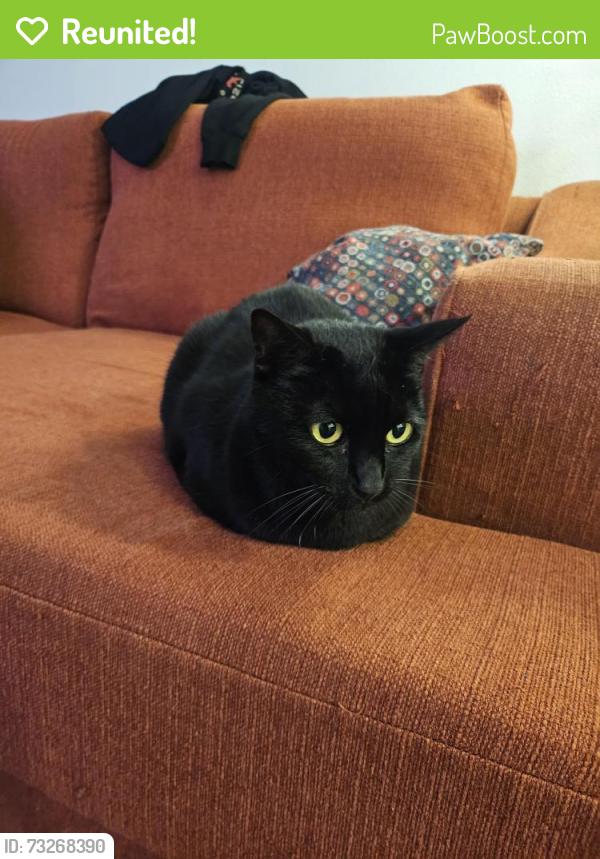 Reunited Male Cat last seen Armorlite Dr & Bingham Dr, San Marcos, CA 92069