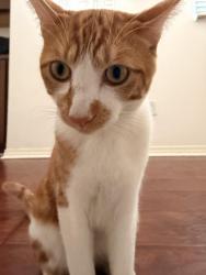 Lost Male Cat last seen Near Golden Valley High School, Santa Clarita, CA 91350