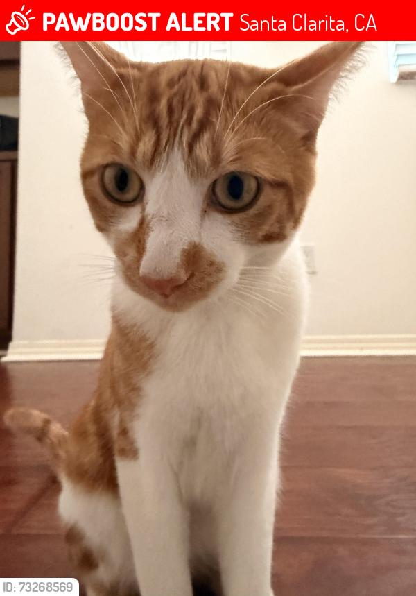 Lost Male Cat last seen Near Golden Valley High School, Santa Clarita, CA 91350