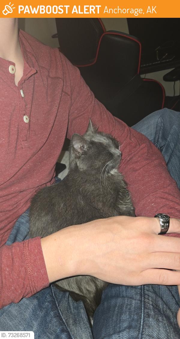 Found/Stray Female Cat last seen Carrs on Debarr, left behind a dumpster, Anchorage, AK 99501