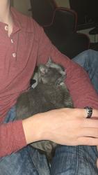 Found/Stray Female Cat last seen Carrs on Debarr, left behind a dumpster, Anchorage, AK 99501