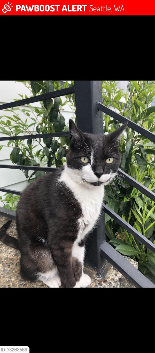 Lost Male Cat last seen 36th Ave SW and SW Myrtle St, Seattle, WA 98126