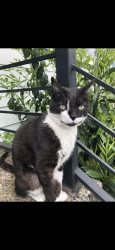 Lost Male Cat last seen 36th Ave SW and SW Myrtle St, Seattle, WA 98126