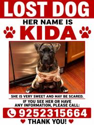 Lost Female Dog last seen First ave pacheco, Pacheco, CA 94553