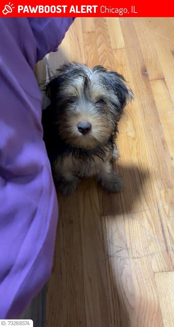 Lost Male Dog last seen 103rd Crandon, Chicago, IL 60617