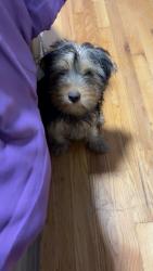 Lost Male Dog last seen 103rd Crandon, Chicago, IL 60617