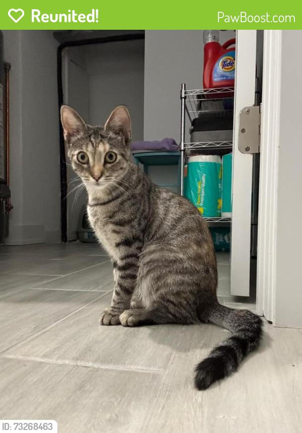Reunited Female Cat last seen Oakpark ave and 16 th st, Berwyn, IL 60402